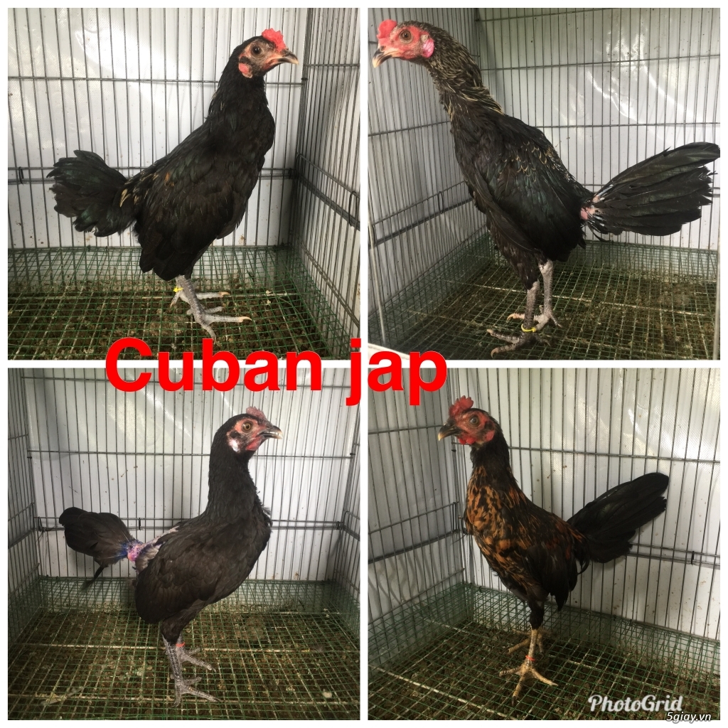 Tre jap mã lại TK-cuban -jap-Asil -mỹ-gà lai các loại - 15