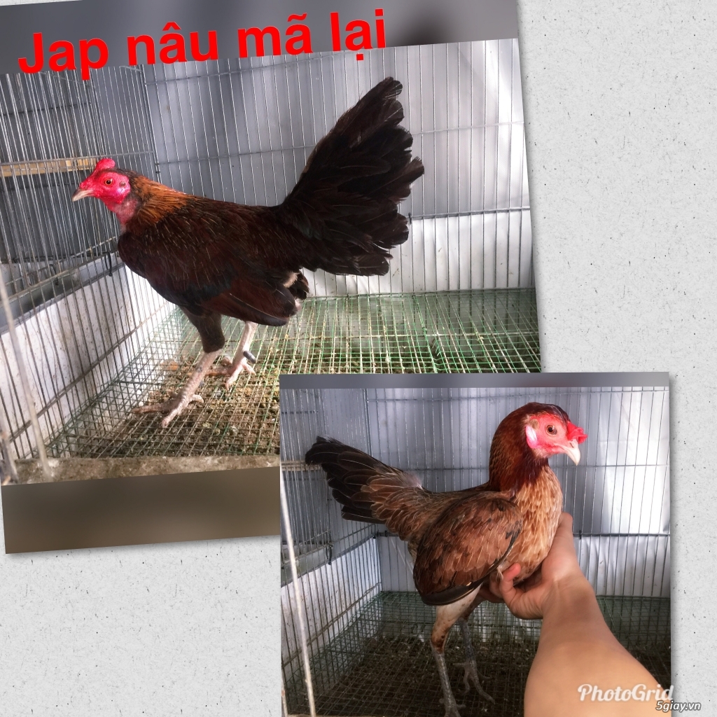Tre jap mã lại TK-cuban -jap-Asil -mỹ-gà lai các loại