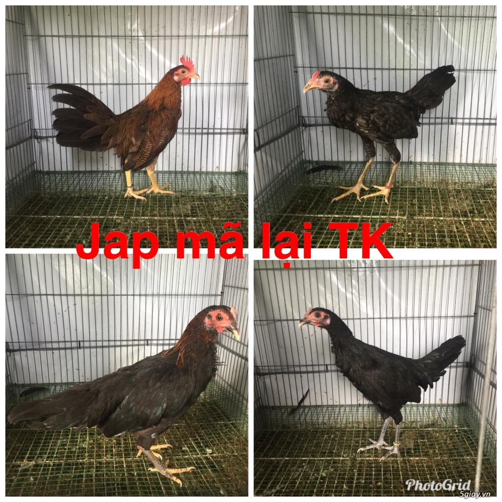 Tre jap mã lại TK-cuban -jap-Asil -mỹ-gà lai các loại - 17