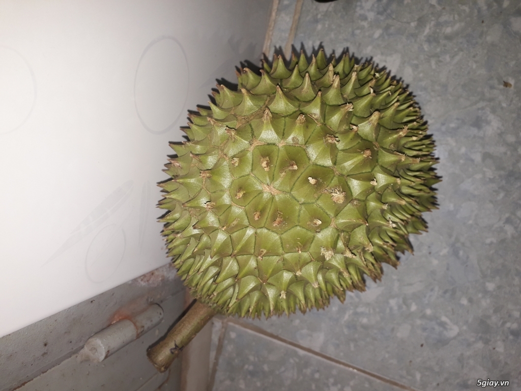 Sầu riêng ri6. 75k/kí bao đổi - 3