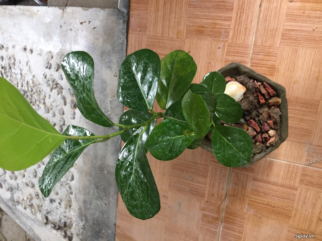 Cây nho biển bonsai mini