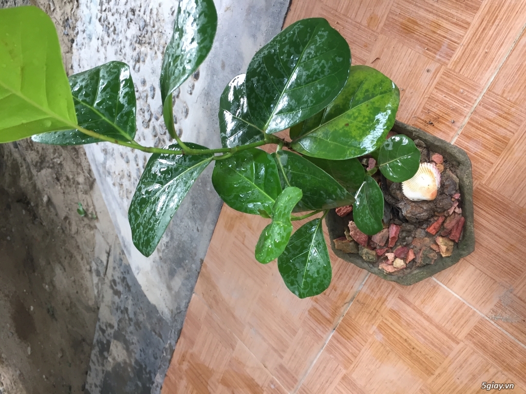 Cây nho biển bonsai mini - 4