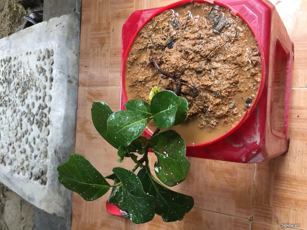 Cây nho biển bonsai mini - 3