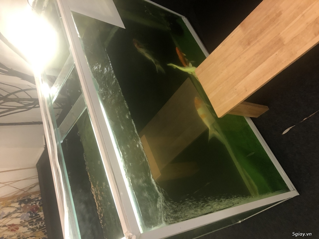 Thanh lí 7 hồ cá với cá chép nhật - 1