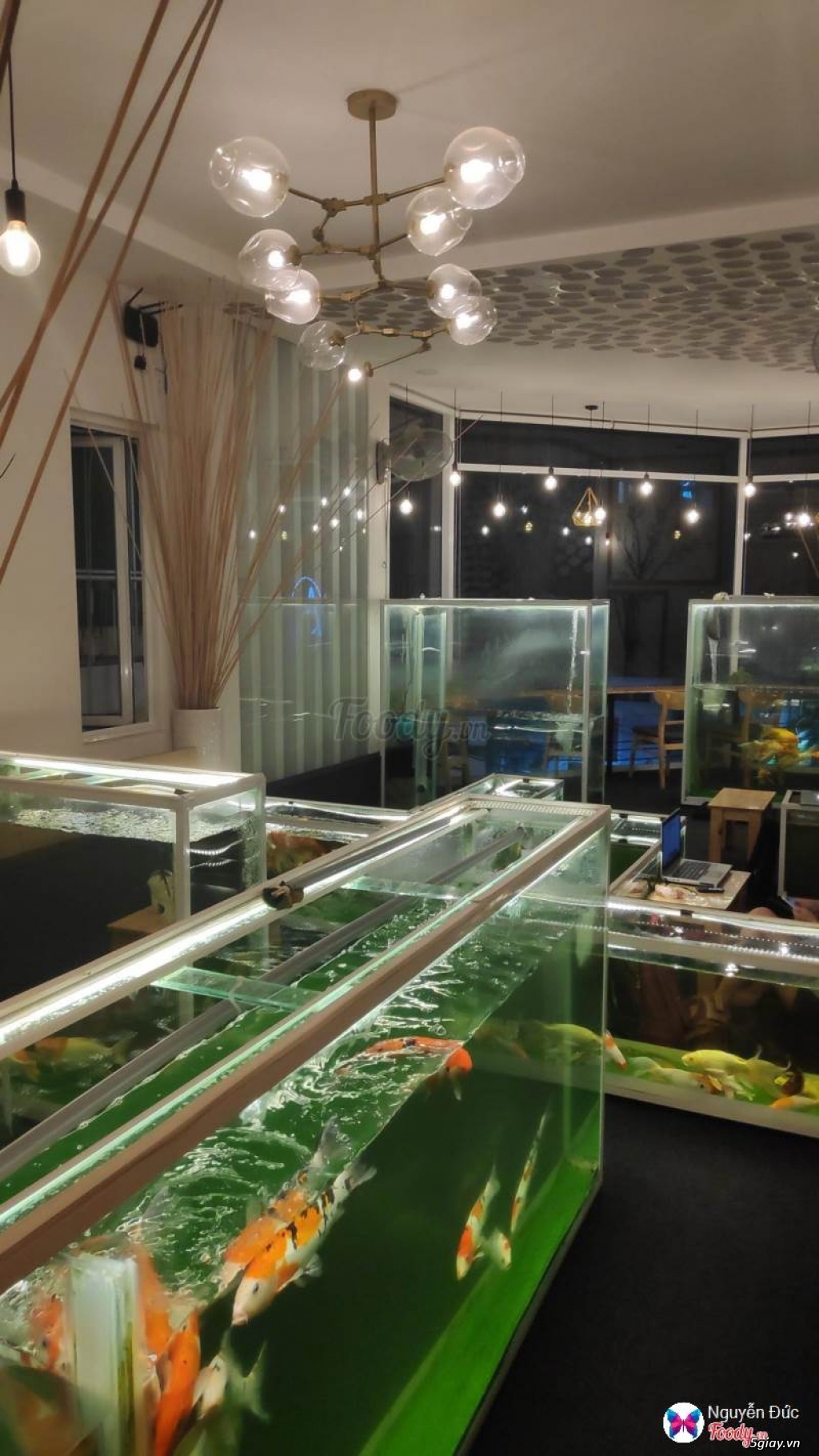 Thanh lí 7 hồ cá với cá chép nhật