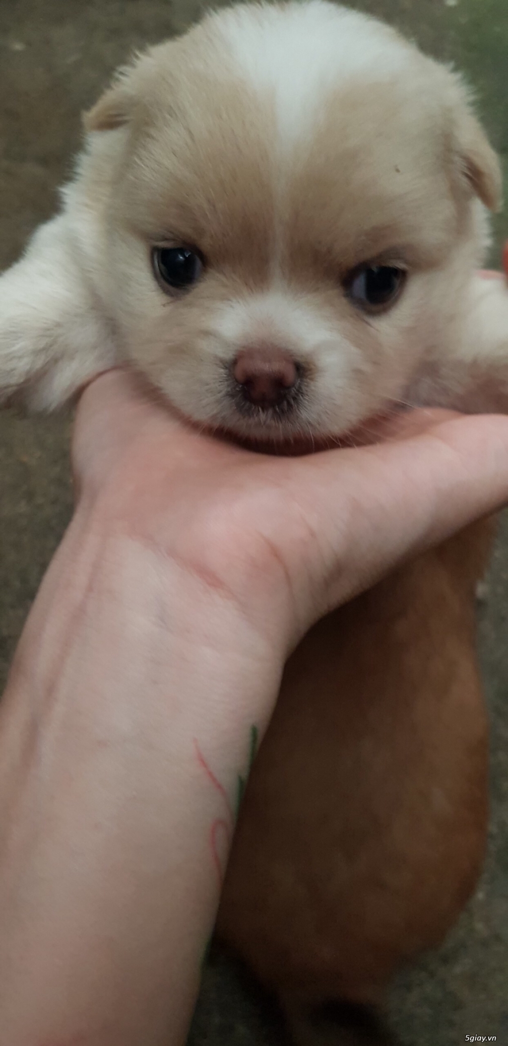 Cần tìm nhà mới cho 2 pé mới sinh !