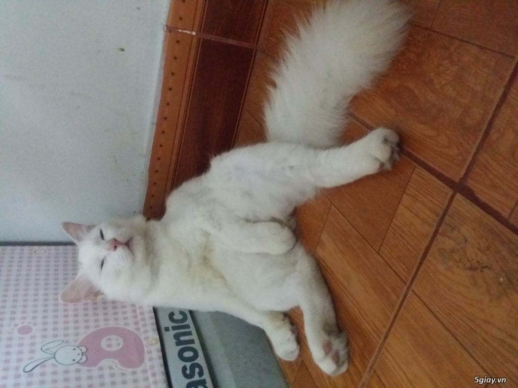 Phối mèo nga 2 màu mắt - 4