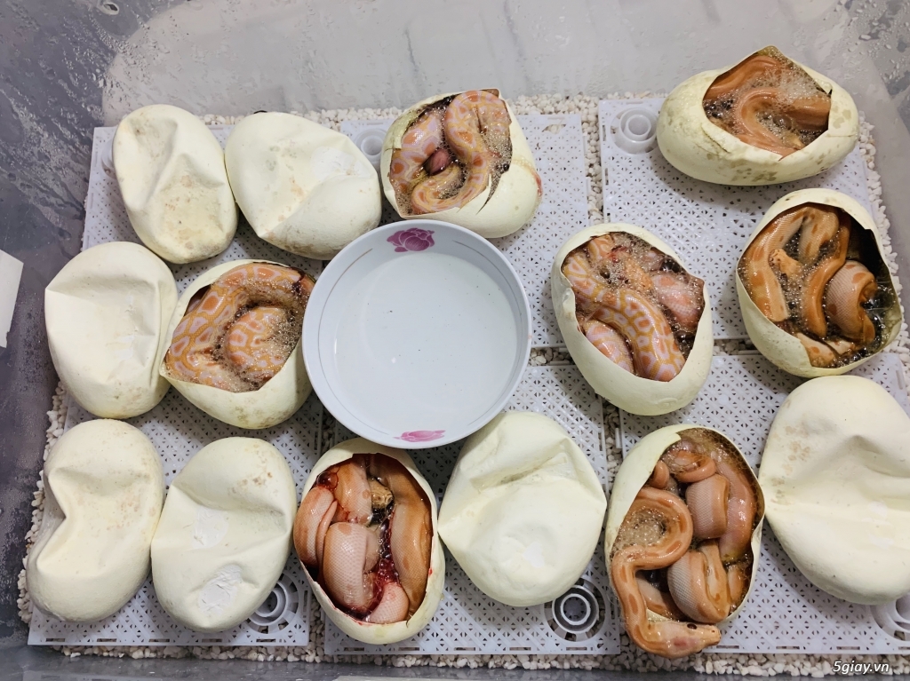 Bán trăn đất vàng mắt đỏ nhà đẻ!