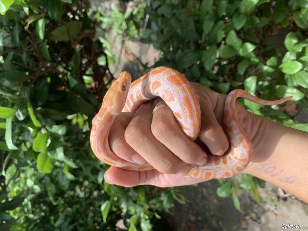 Bán trăn đất vàng mắt đỏ nhà đẻ! - 1