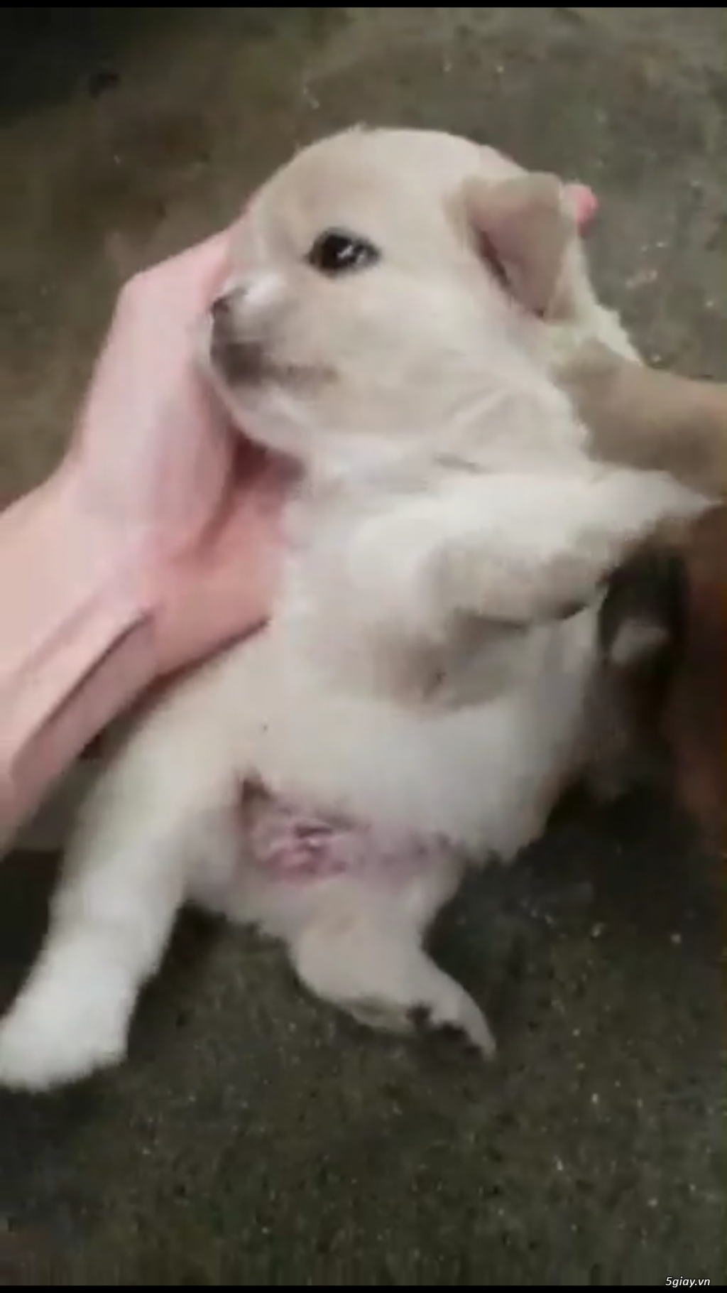 Cần tìm nhà mới cho 2 pé mới sinh ! - 2