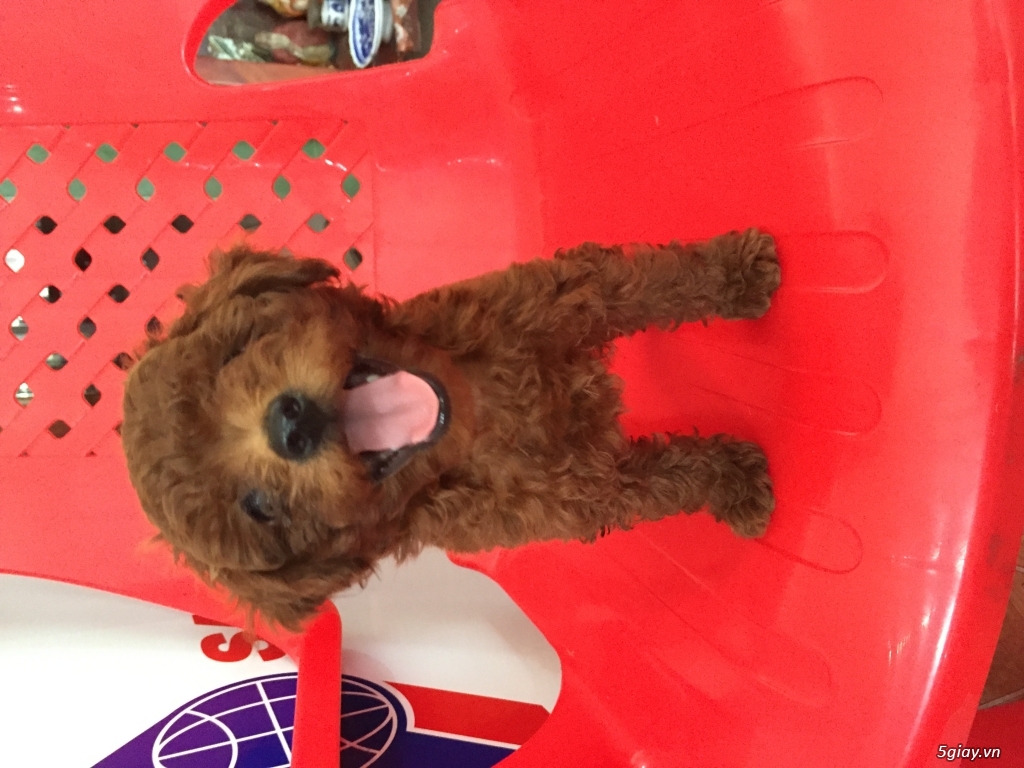 Poodle 2 tháng tìm chủ mới. - 2