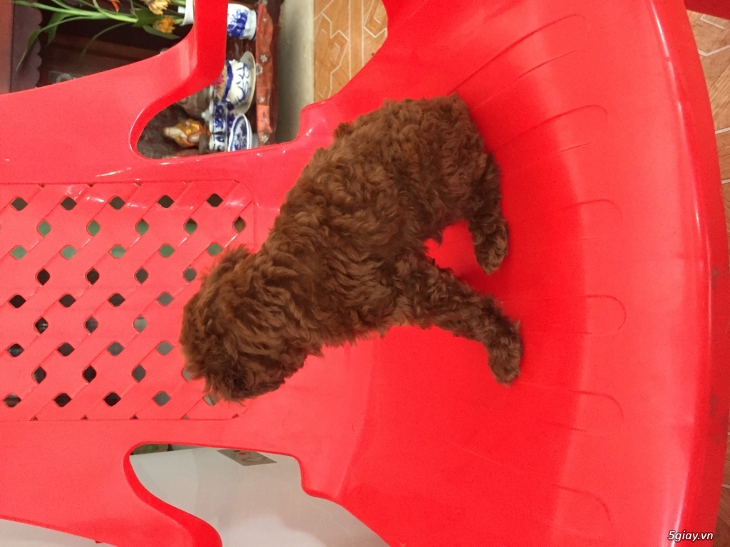 Poodle 2 tháng tìm chủ mới. - 3