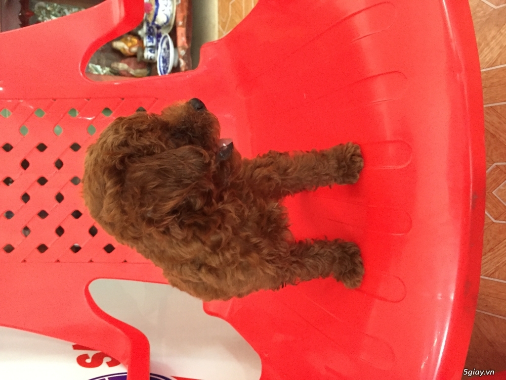 Poodle 2 tháng tìm chủ mới. - 1