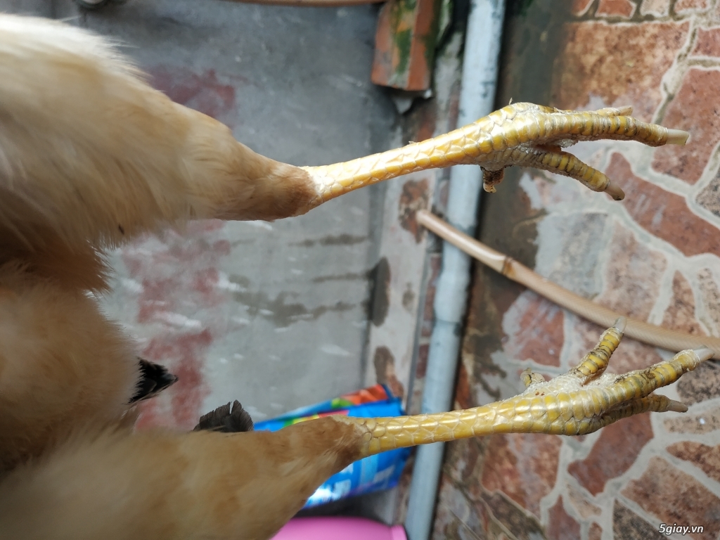 Gà Sil Mỹ,bổn phá làng - 3