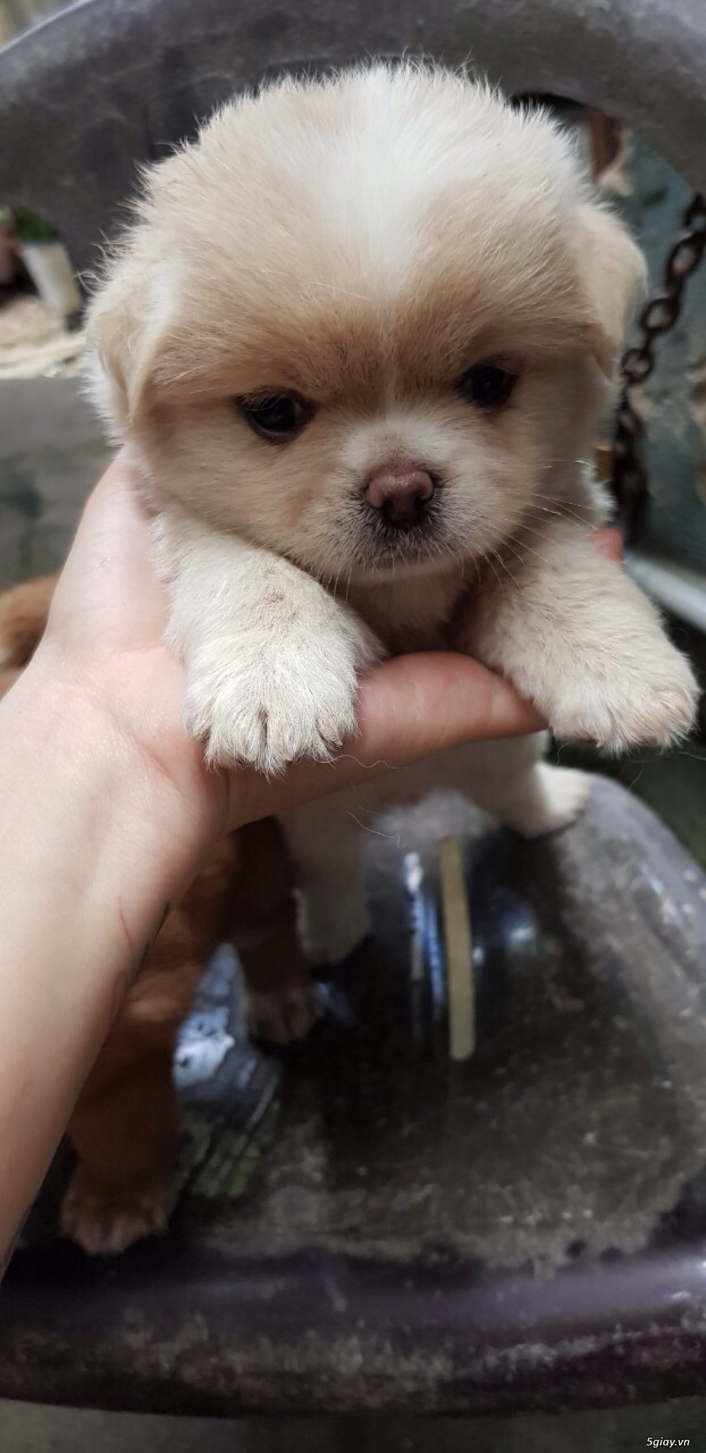 Cần tìm nhà mới cho 2 pé mới sinh !