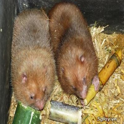 Cung cấp Dúi Giống Trại Dúi Củ Chi