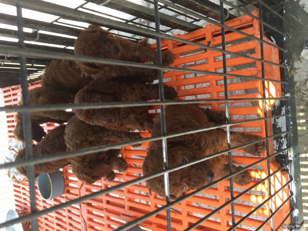 Đàn poodle cần bán - 4