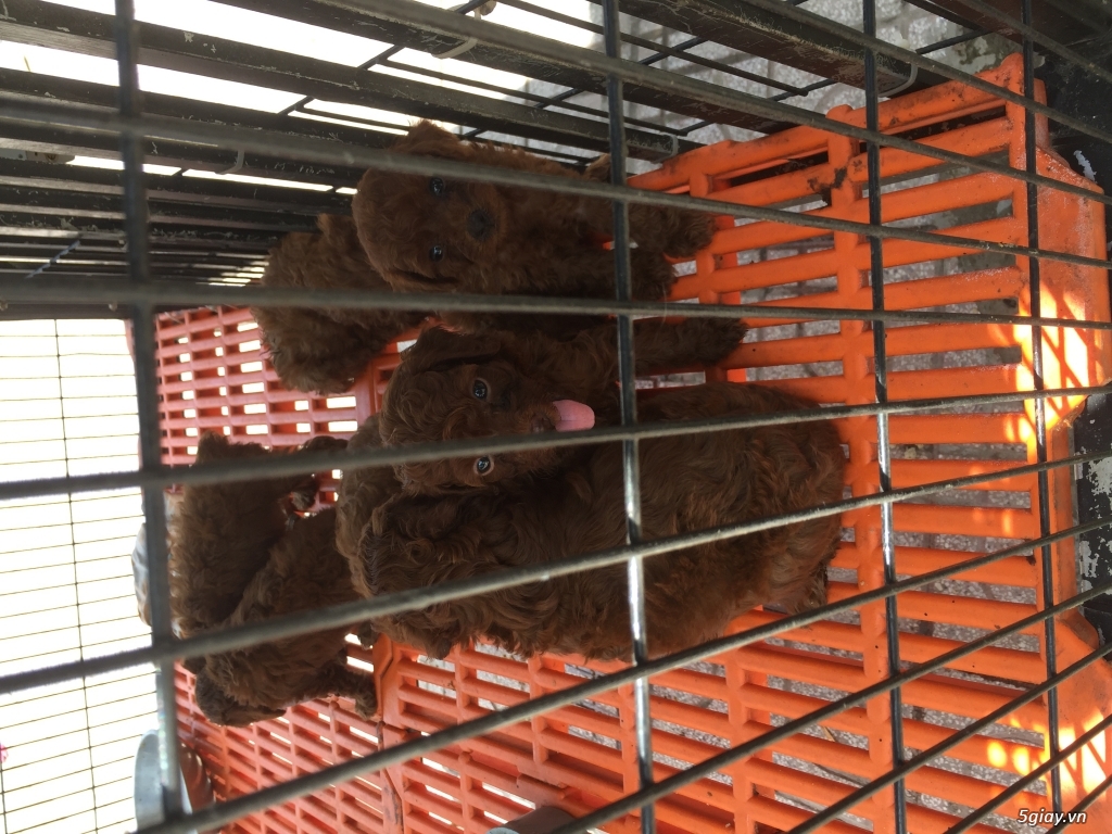 Đàn poodle cần bán - 3