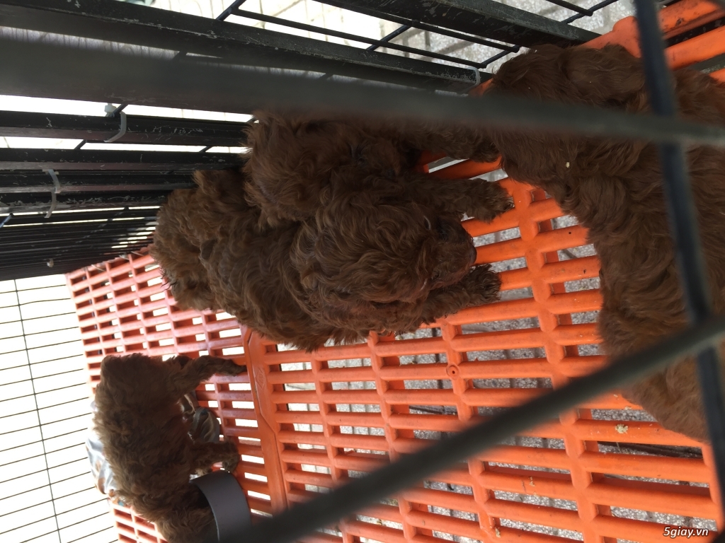 Đàn poodle cần bán
