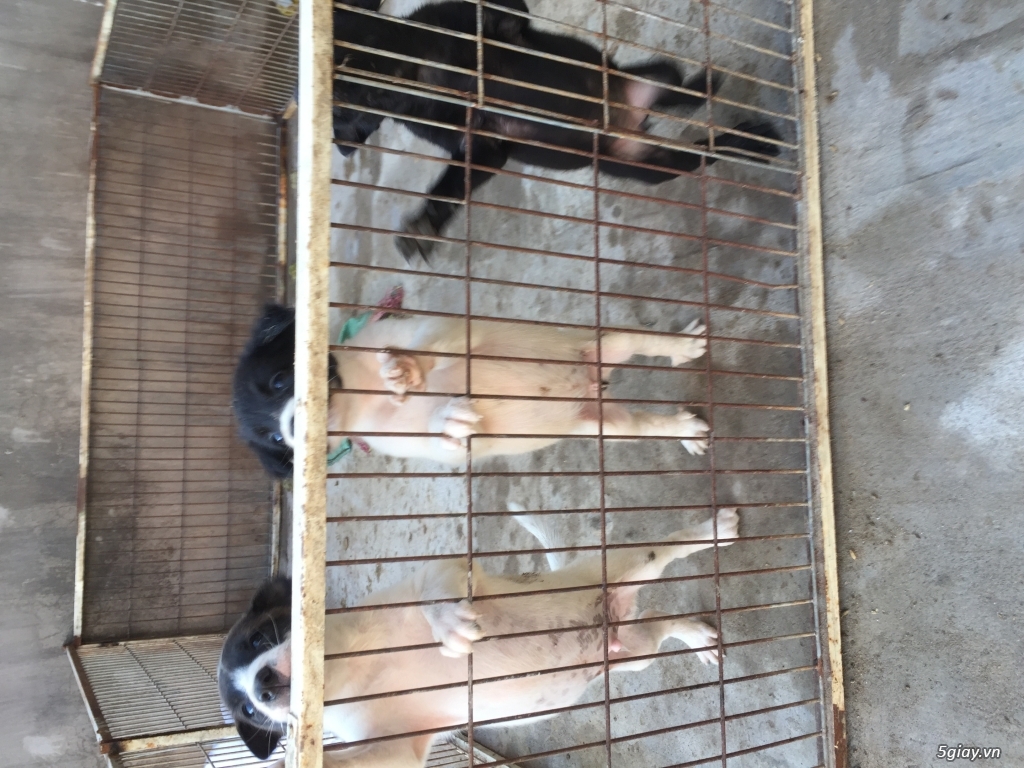 Chó lai nhật - 1