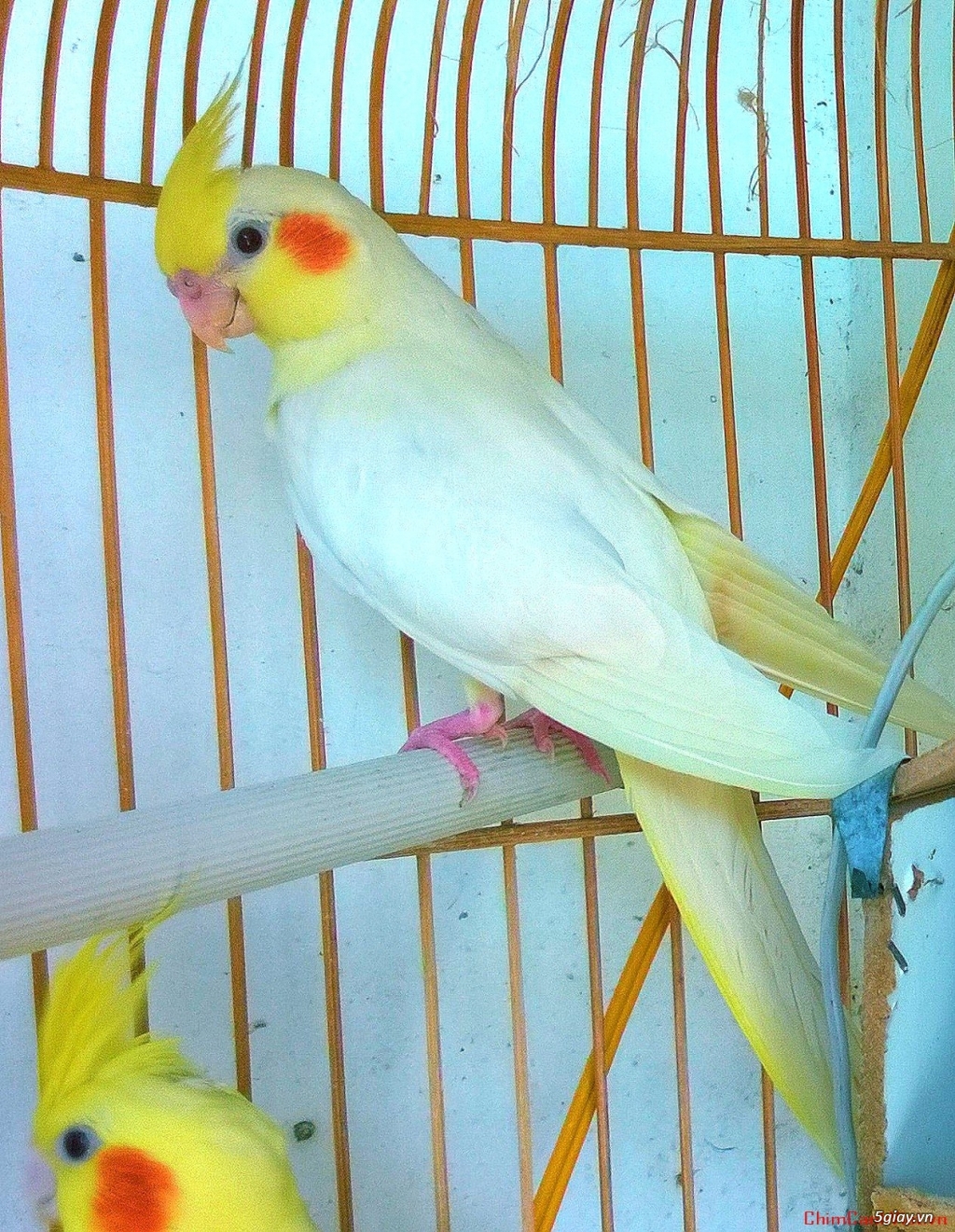 Vẹt Malai non và lớn - 3