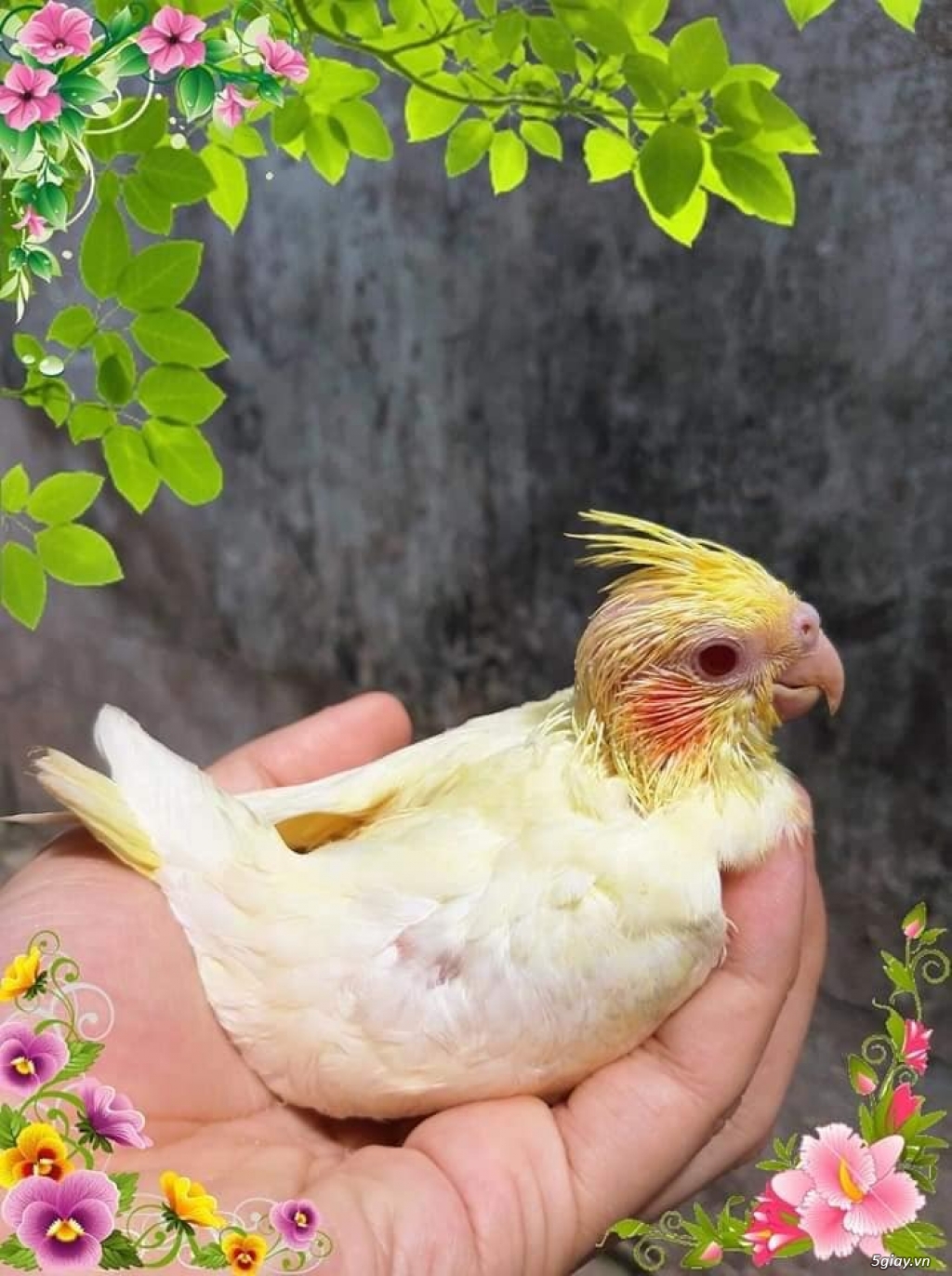 Vẹt Malai non và lớn - 2