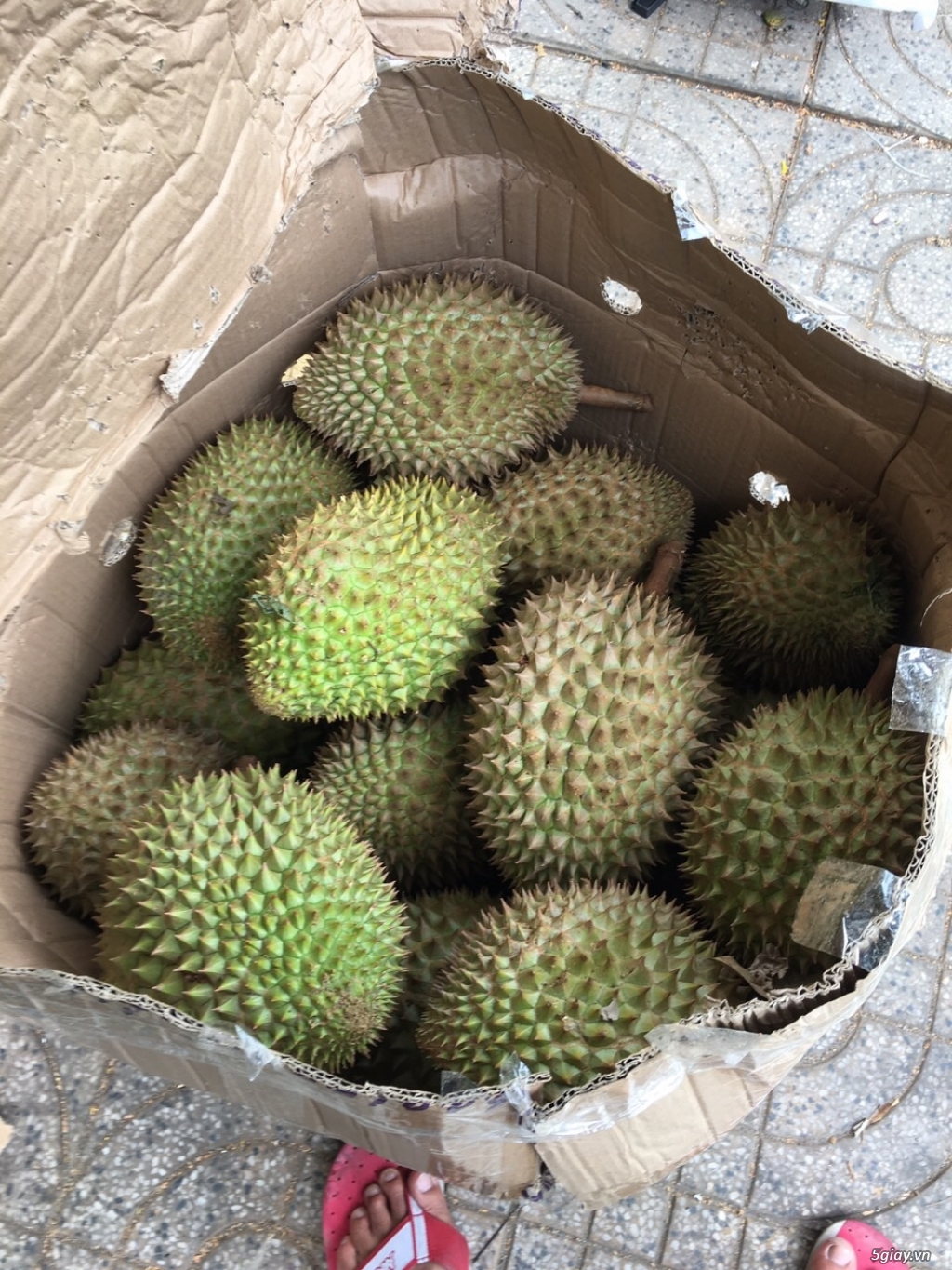 Sầu riêng Ri 6 - 1
