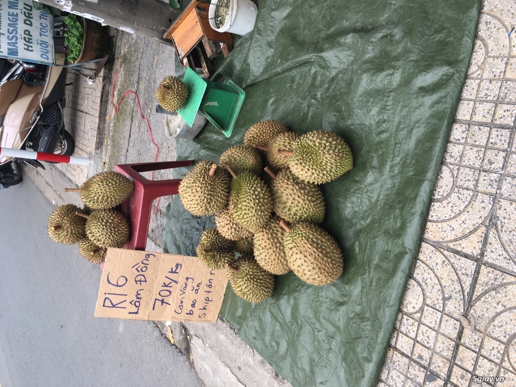 Sầu riêng Ri 6 - 2