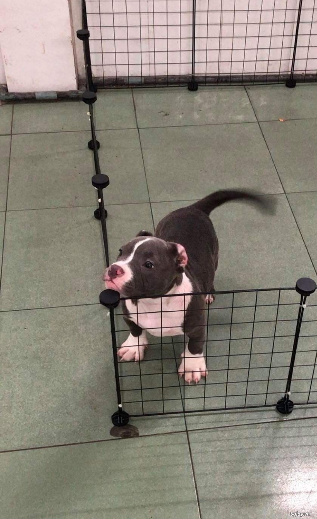 Bán chó Bully thuần