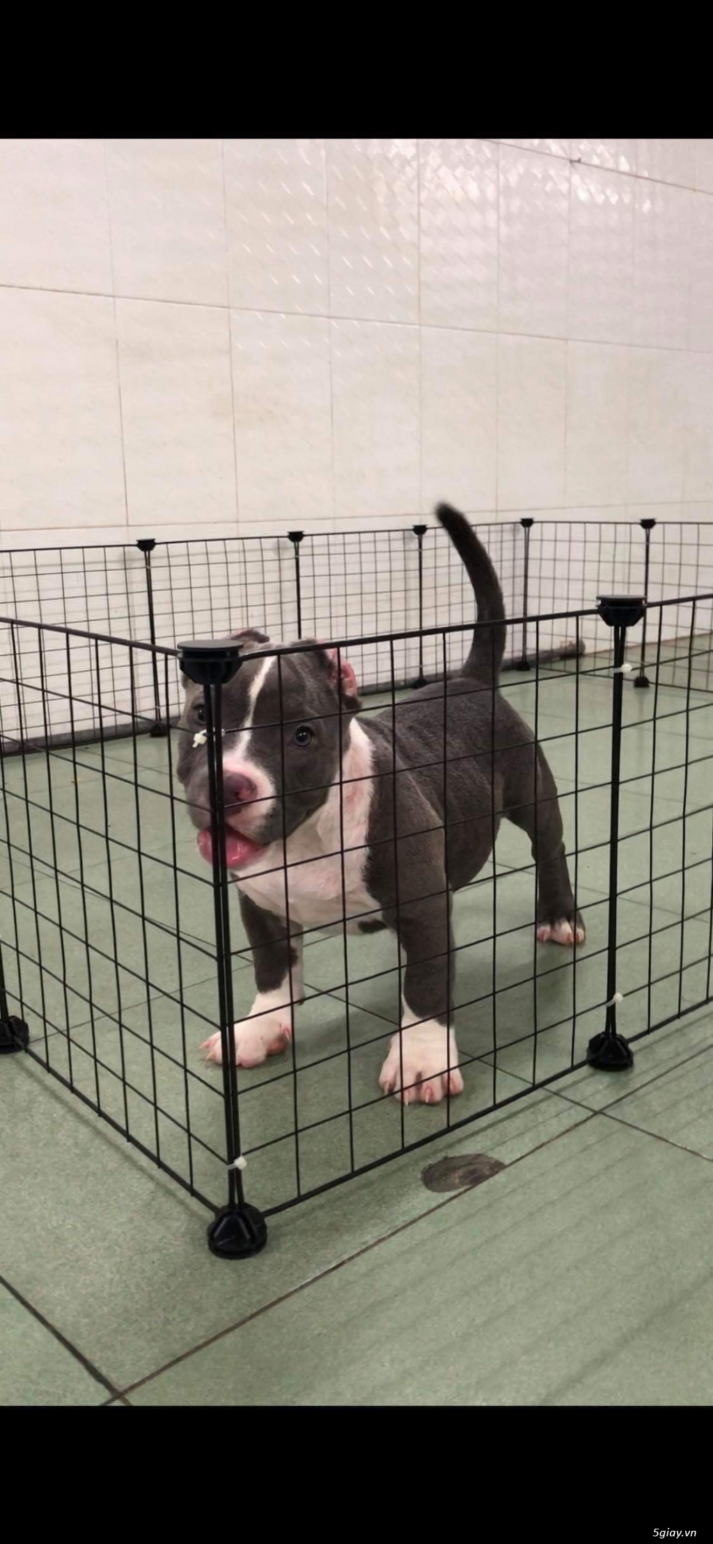 Bán chó Bully thuần - 1