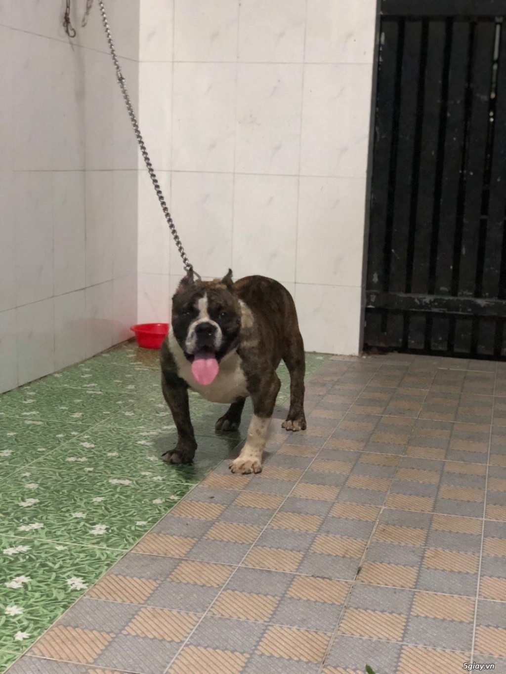 Bully cần bán gia rẻ - 1