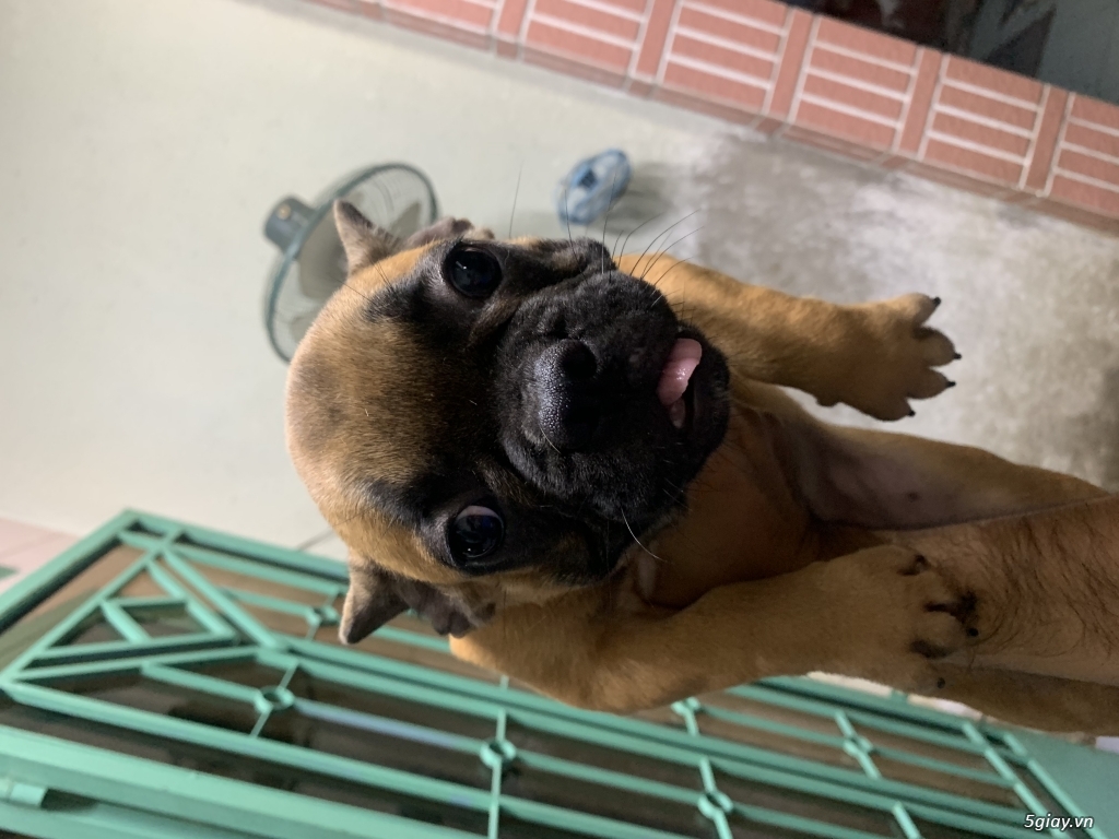 Tphcm Cần bán bull pháp