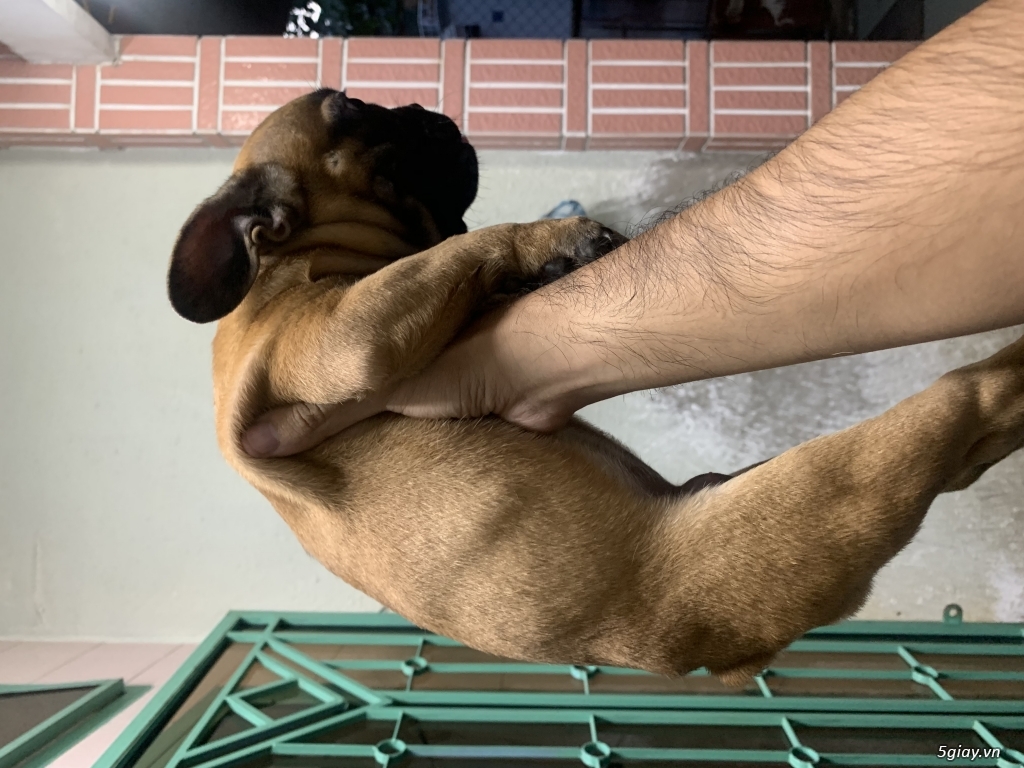 Tphcm Cần bán bull pháp - 2