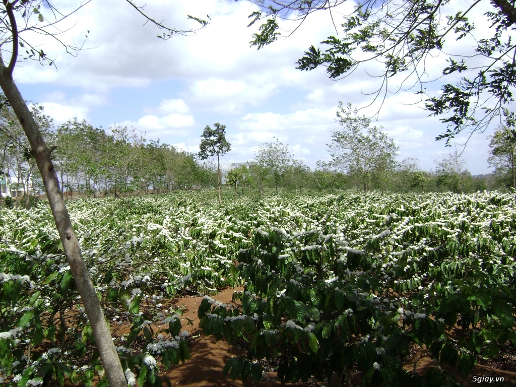 Cafe MỘC SG - 5