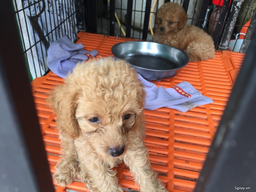 Cần bán poodle vàng mơ - 3