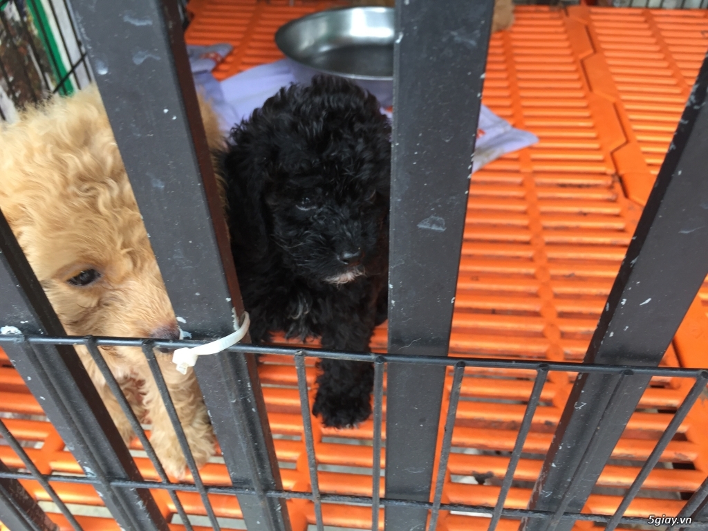 Cần bán poodle vàng mơ - 4