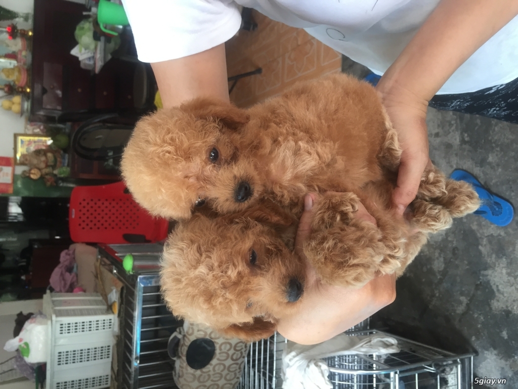 Cần bán poodle vàng mơ