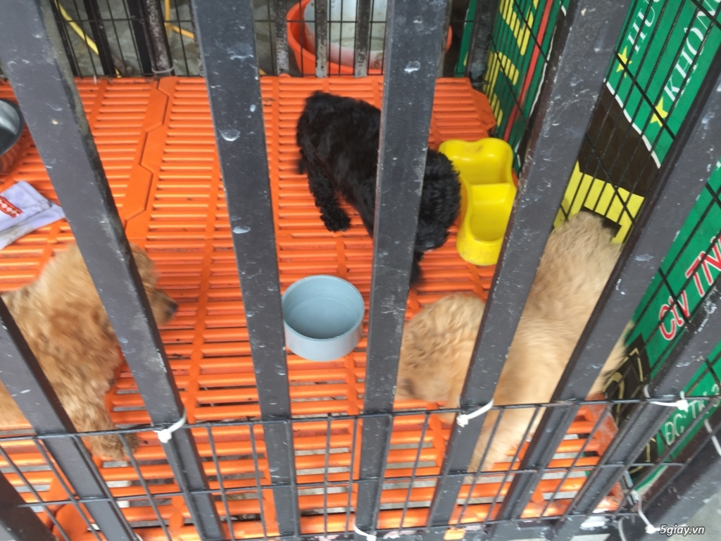 Cần bán poodle vàng mơ - 2