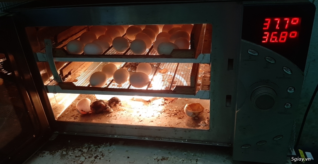 Máy ấp trứng tự động mini giá rẽ giá tốt tại hệ thống 5giay.vn - 4