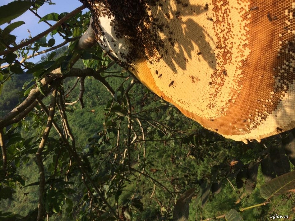 Mật ong rừng nguyên chất 100%.Bao ship