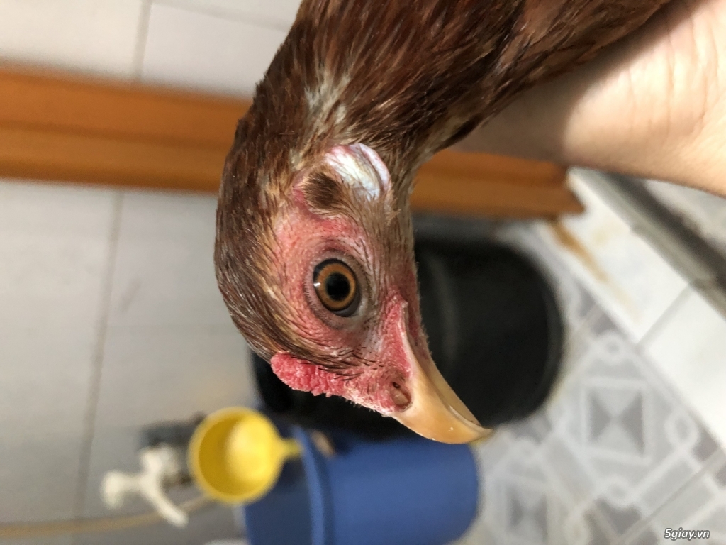 bán mái tre mỹ bổn dinhlap - 1