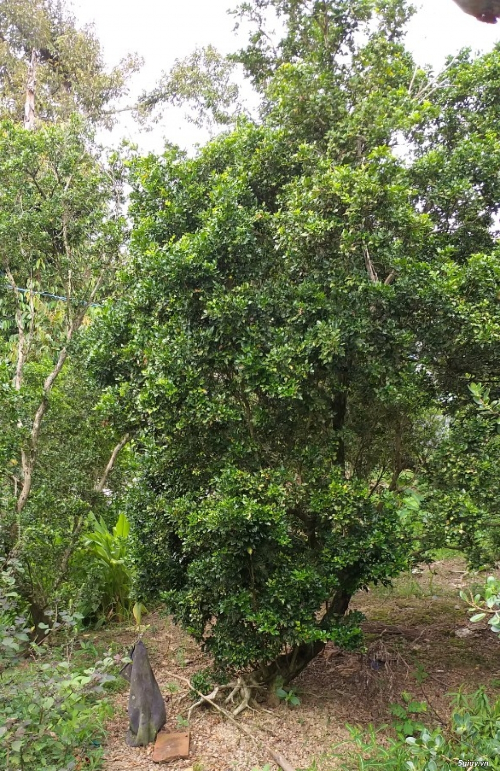 Cần bán vườn cây nguyệt quế - 3