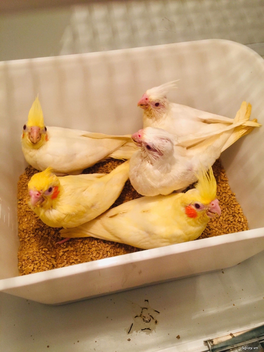 Vẹt Malai đẹp - 3