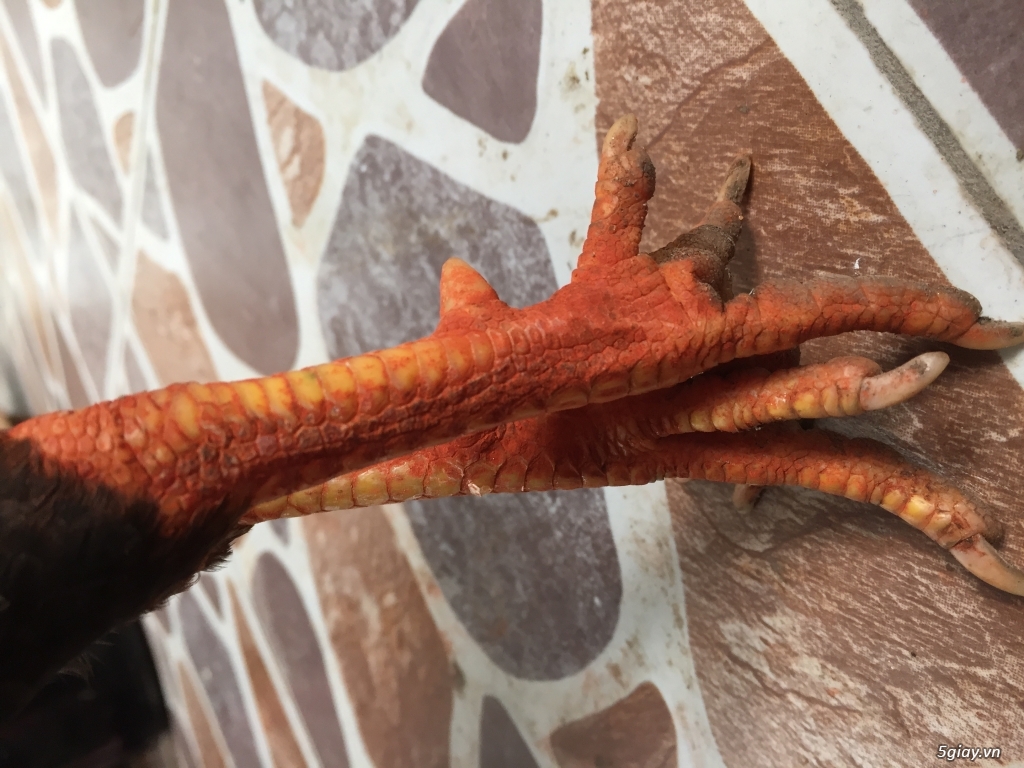 Gà Nồi-Tre Đá Tiền..( Hàng Chuẩn Đá Tiền Lớn )uy tính-chất lượng - 25