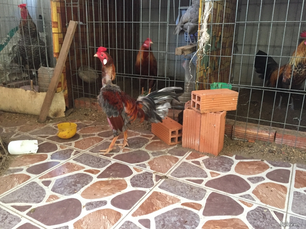 Gà Nồi-Tre Đá Tiền..( Hàng Chuẩn Đá Tiền Lớn )uy tính-chất lượng - 44