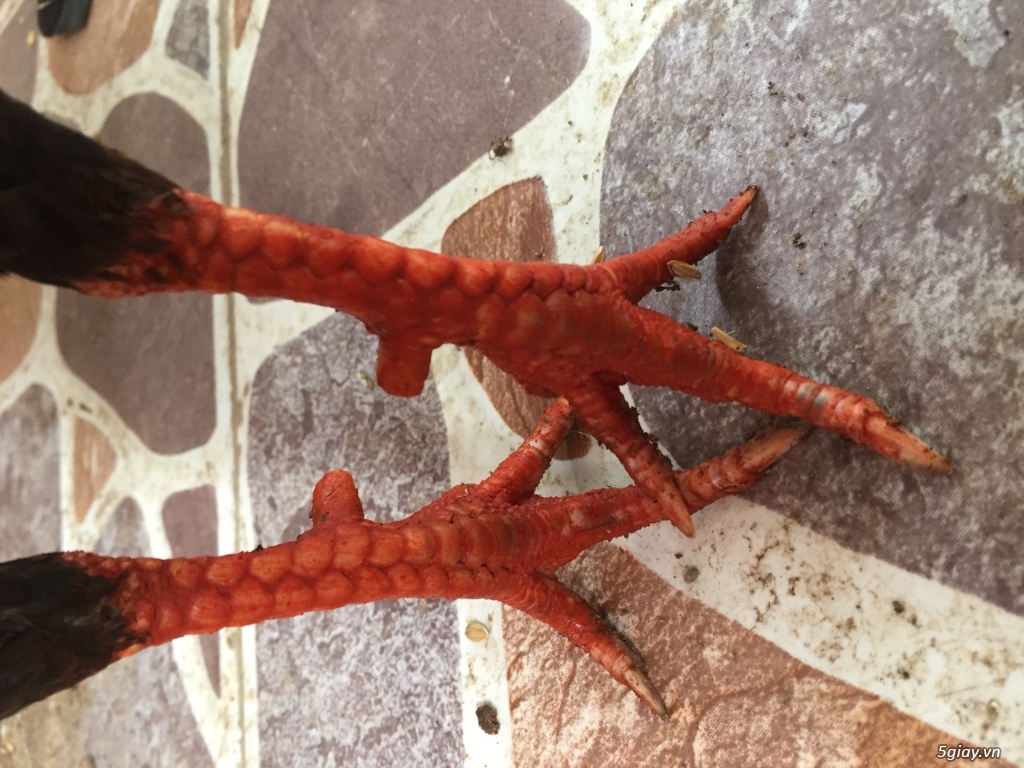 Gà Nồi-Tre Đá Tiền..( Hàng Chuẩn Đá Tiền Lớn )uy tính-chất lượng - 9