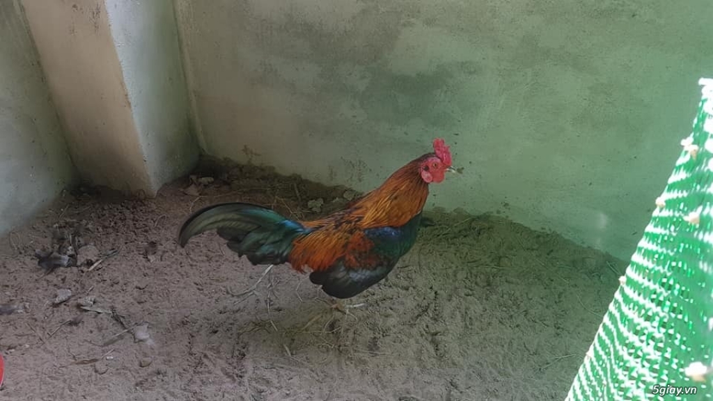 Bán gà tre trống - 3