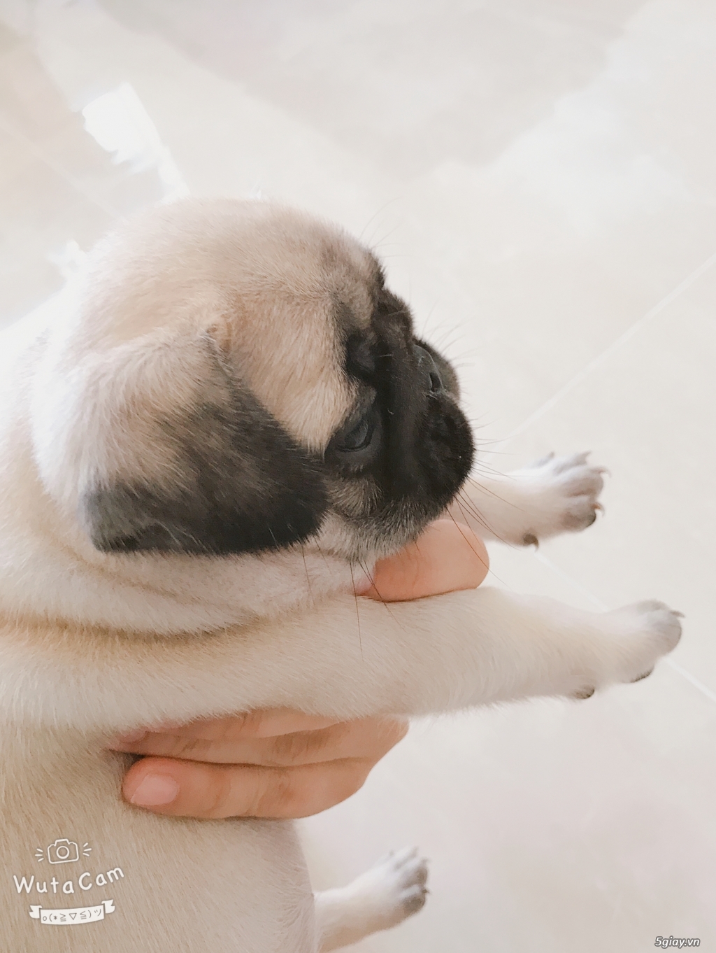 Bé Bug Đực cực đẹp cần tìm nhà mới gấp