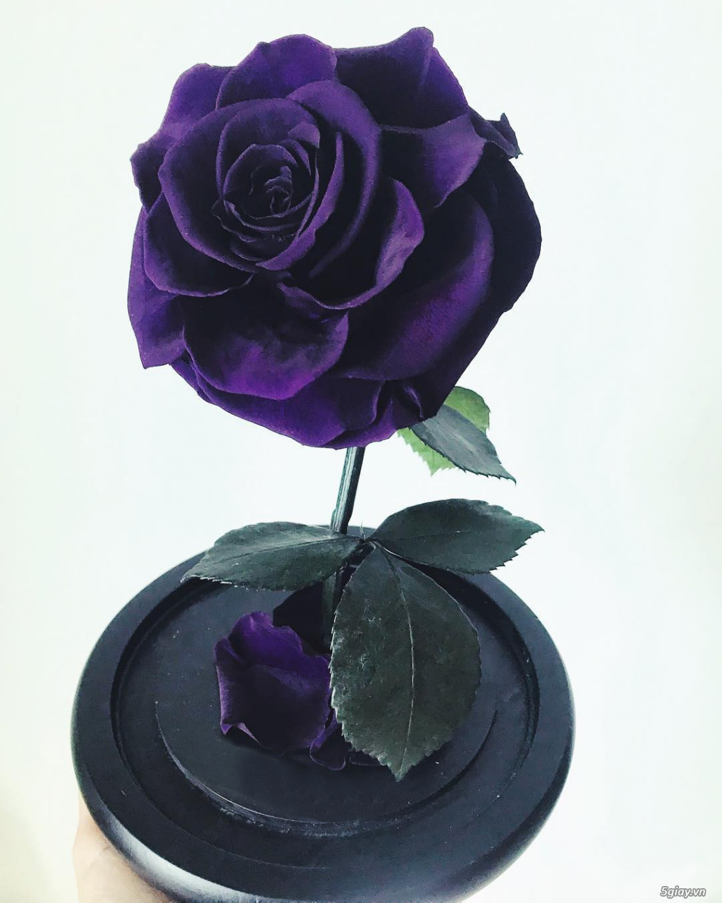 HCM - Hoa hồng vĩnh cữu đặt trong lọ kính cực kỳ sang trọng