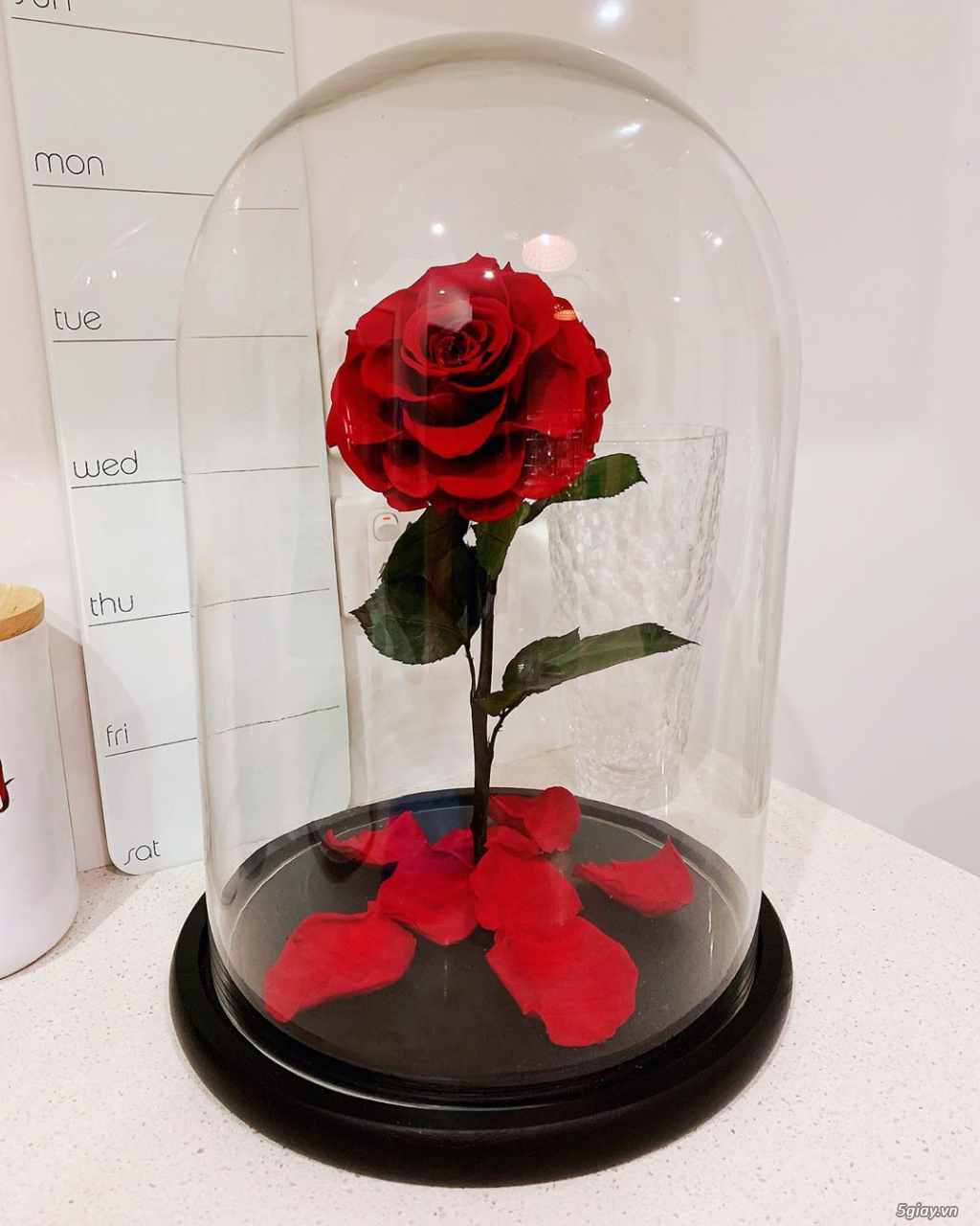 HCM - Hoa hồng vĩnh cữu đặt trong lọ kính cực kỳ sang trọng - 3